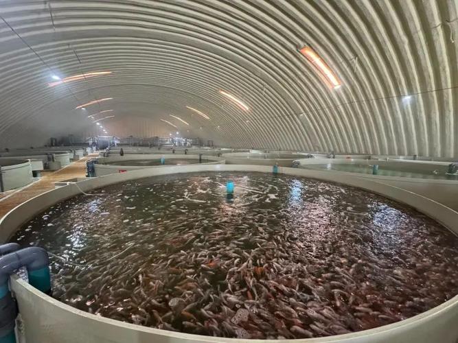 名优特水产工厂化循环水养殖在昌吉市取得成功——探索内陆干旱地区渔业发展新路径